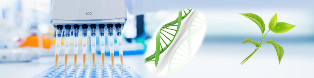 一步法植物DNA純化試劑盒 一步法植物DNA純化試劑盒