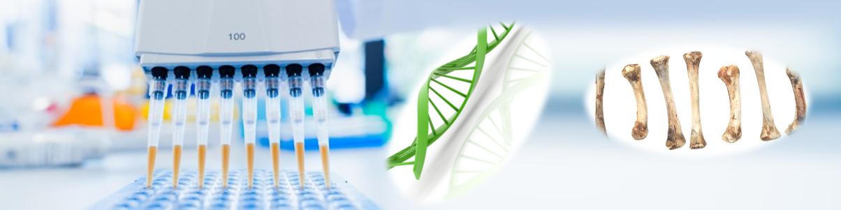 骨骼和牙齒DNA核酸純化試劑盒 骨骼和牙齒DNA核酸純化試劑盒